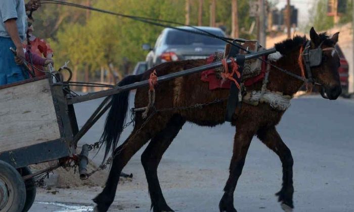 Se puso en marcha el registro único de recuperadores urbanos