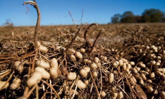 Para exportar a Europa se vuelve a desmalezar con azada para que el maní esté libre de agroquímicos