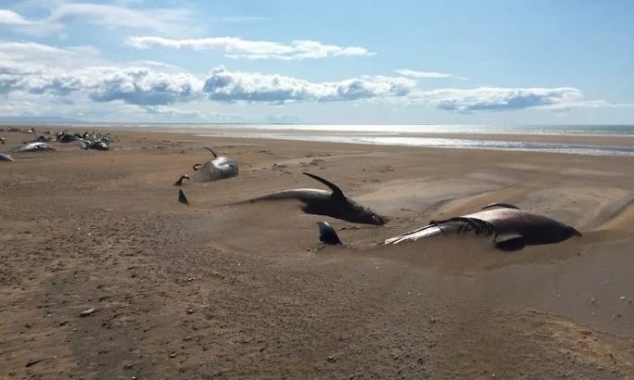 Desde un helicóptero descubrieron una escena dramática: 50 ballenas muertas en la playa