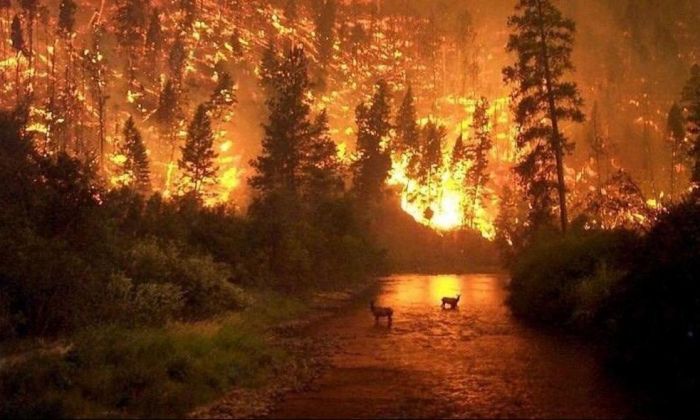 Qué causa los incendios en el Amazonas