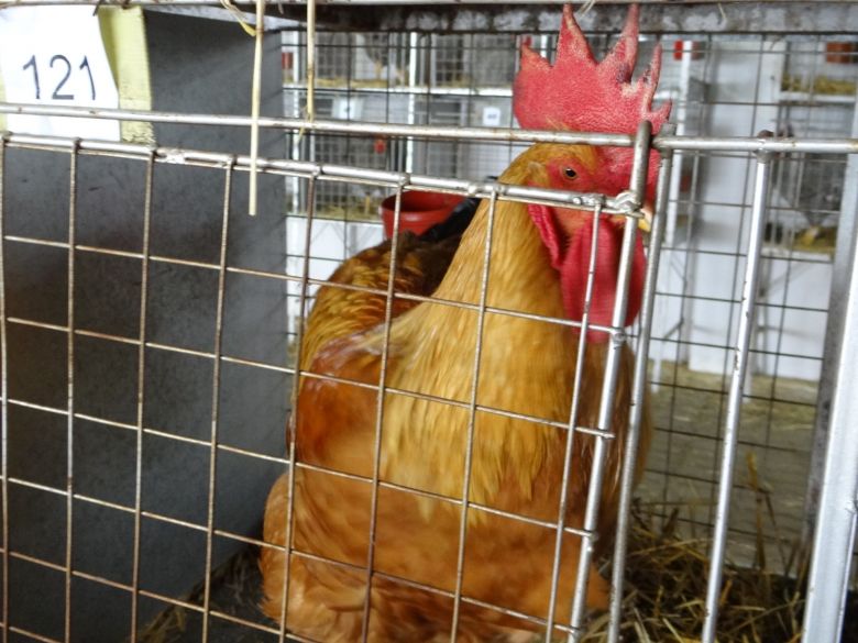 Comenzó el ingreso de conejos y gallinas a la Rural 