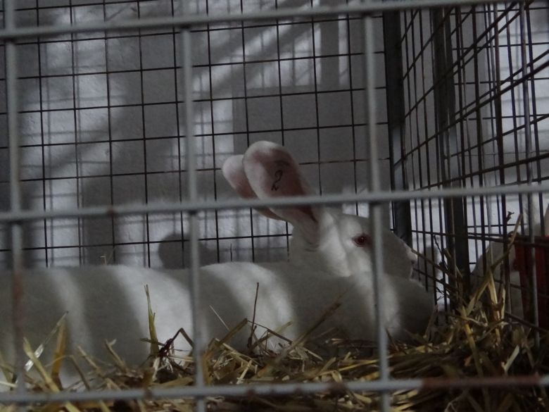 Comenzó el ingreso de conejos y gallinas a la Rural 