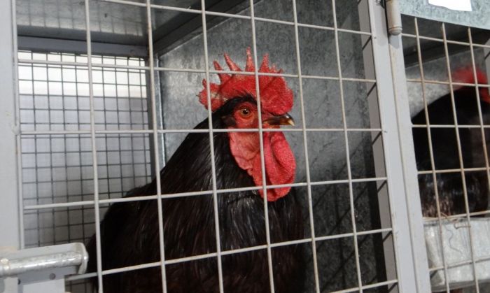 Comenzó el ingreso de conejos y gallinas a la Rural 