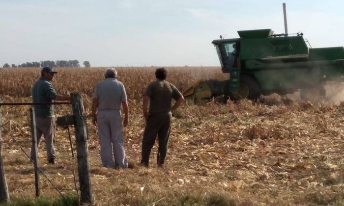 Irregularidades en el trabajo rural: relación de dependencia encubierta como monotributista y trabajo infantil