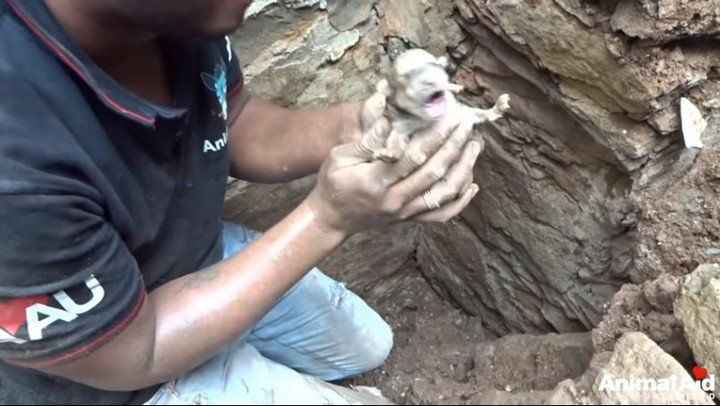 La desesperada lucha de una perra para salvar a sus cachorros sepultados