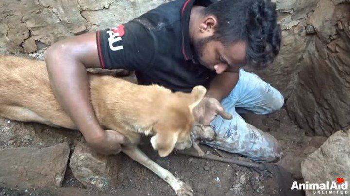 La desesperada lucha de una perra para salvar a sus cachorros sepultados