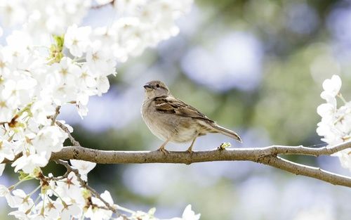 La primavera se acerca con días soleados y buen clima