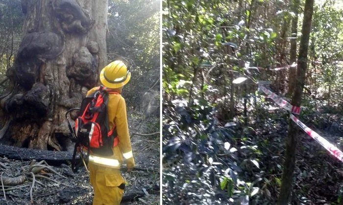 Hizo una fogata para tomar mate y prendió fuego el árbol más antiguo de Misiones