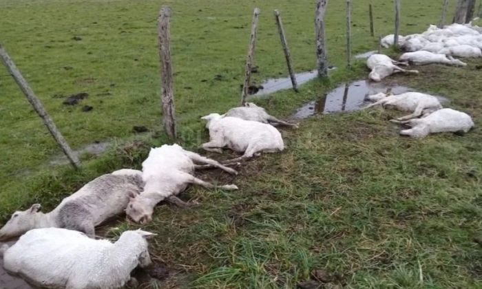 Las esquilaron con 40 grados de calor, bajó fuerte la temperatura y se murieron de hipotermia