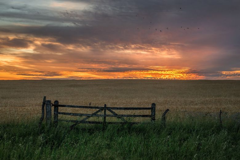 El campo argentino en números