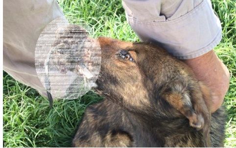 Otro episodio de crueldad con una perrita