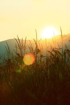 Comienza a ascender la temperatura y en una semana ingresa una ola de calor