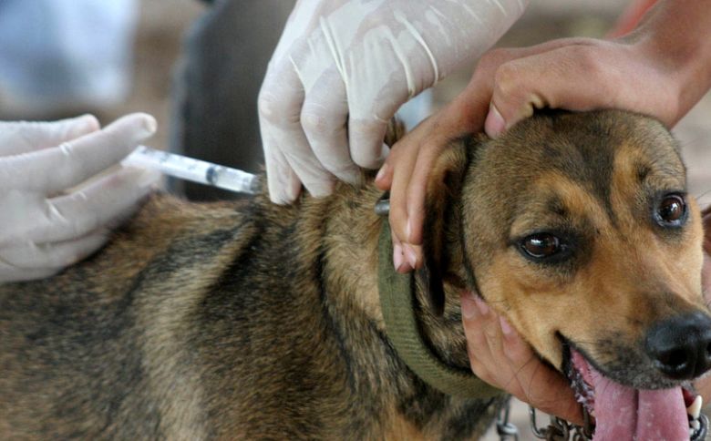 El Centro Asistencial para caninos y felinos callejeros fue el proyecto más votado para el Presupuesto Participativo