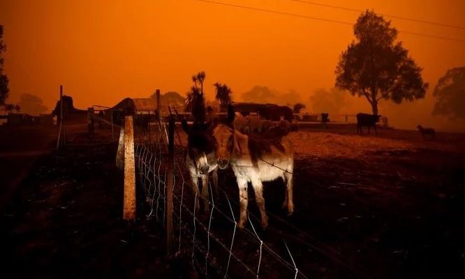 La nueva cifra del horror: más de 1.000 millones de animales muertos en Australia