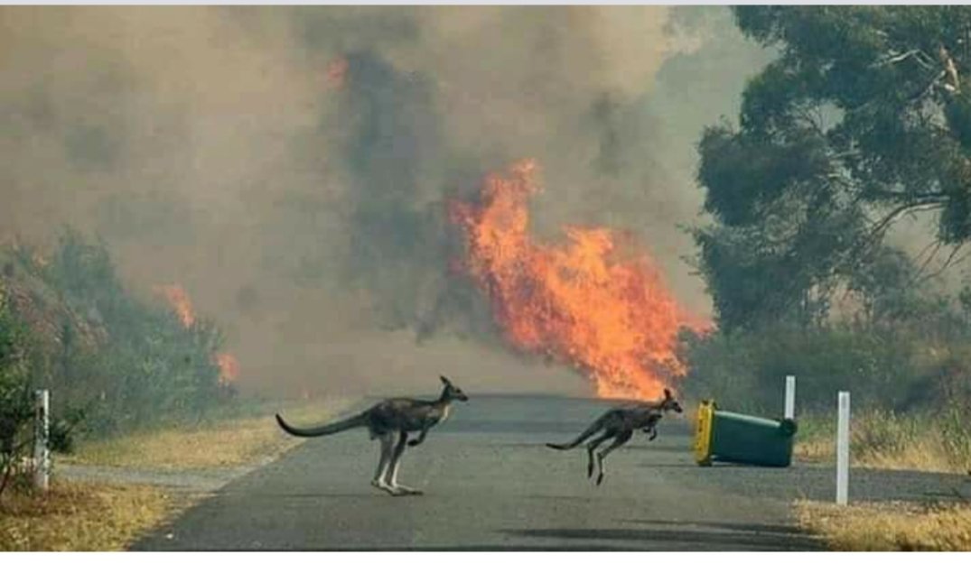 La nueva cifra del horror: más de 1.000 millones de animales muertos en Australia