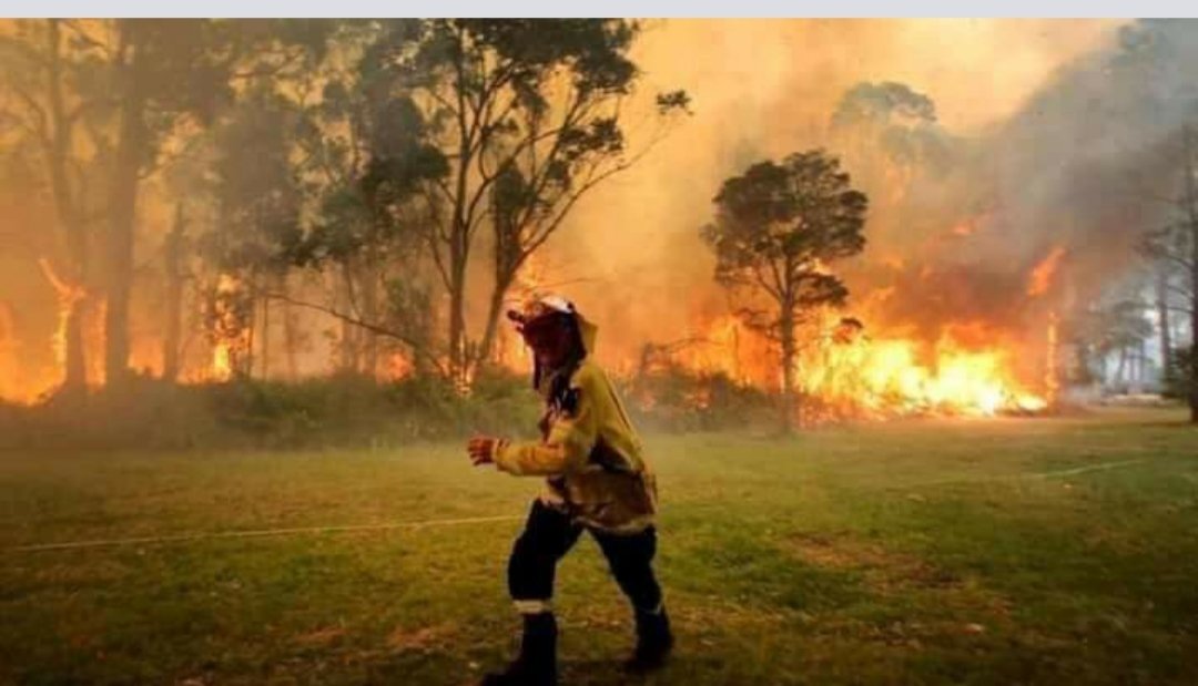 La nueva cifra del horror: más de 1.000 millones de animales muertos en Australia