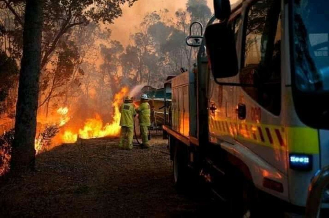 La nueva cifra del horror: más de 1.000 millones de animales muertos en Australia