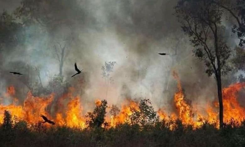 La nueva cifra del horror: más de 1.000 millones de animales muertos en Australia