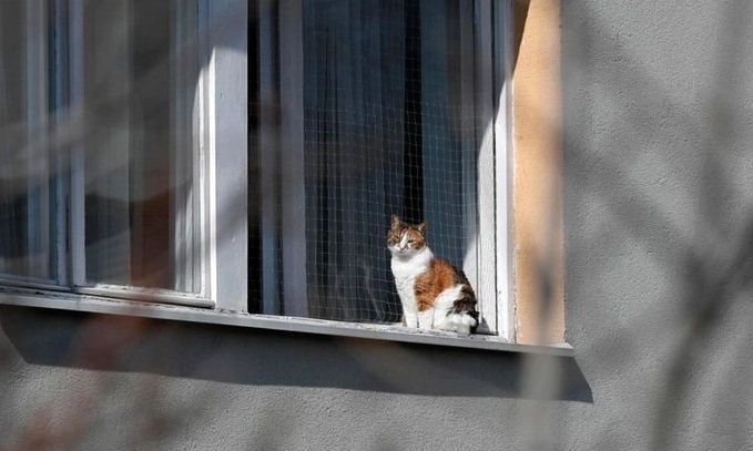 Qué dicen los expertos sobre el gato portador del coronavirus que se encuentra aislado en Bélgica