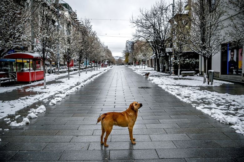 Los animales toman las ciudades vacías de personas durante la cuarentena por el coronavirus