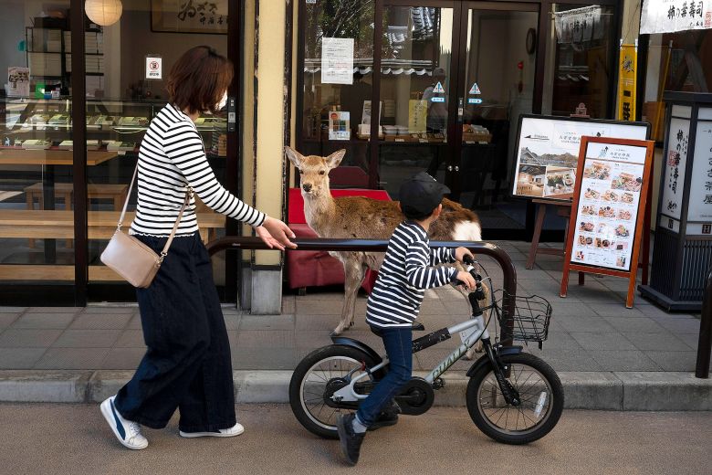 Los animales toman las ciudades vacías de personas durante la cuarentena por el coronavirus