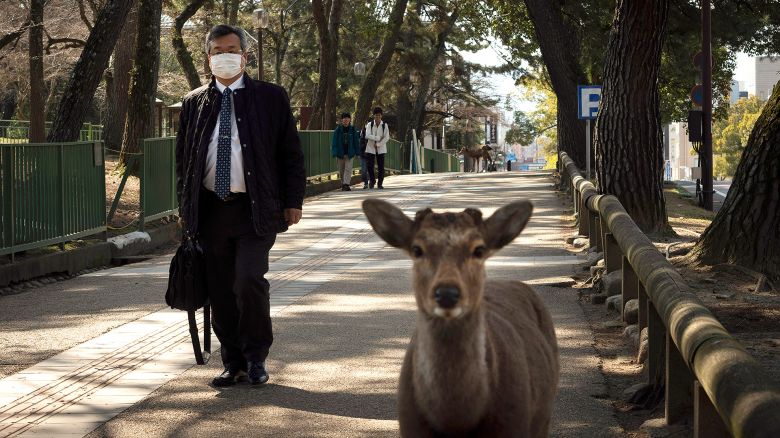 Los animales toman las ciudades vacías de personas durante la cuarentena por el coronavirus