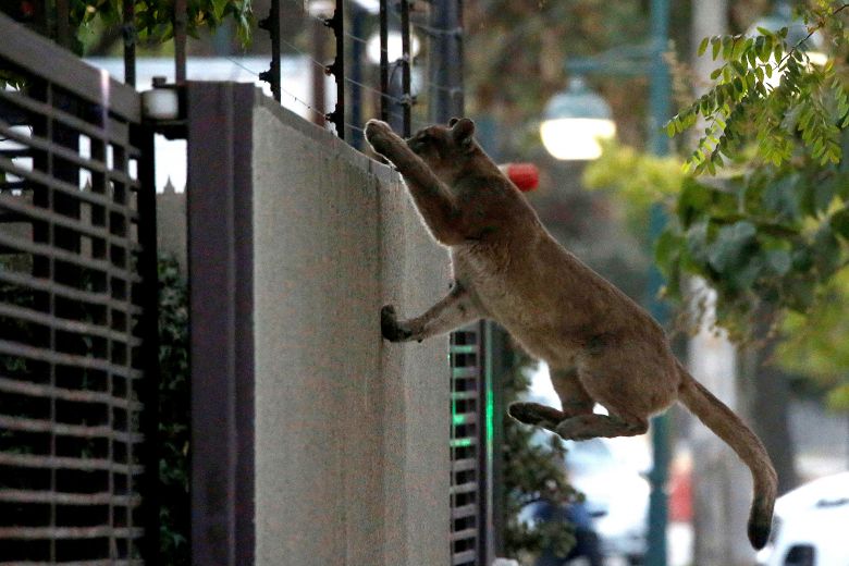 Los animales toman las ciudades vacías de personas durante la cuarentena por el coronavirus