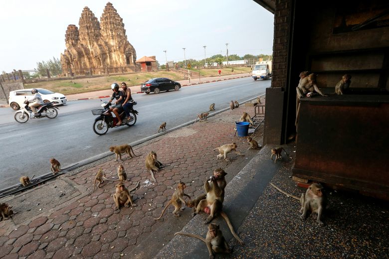 Los animales toman las ciudades vacías de personas durante la cuarentena por el coronavirus