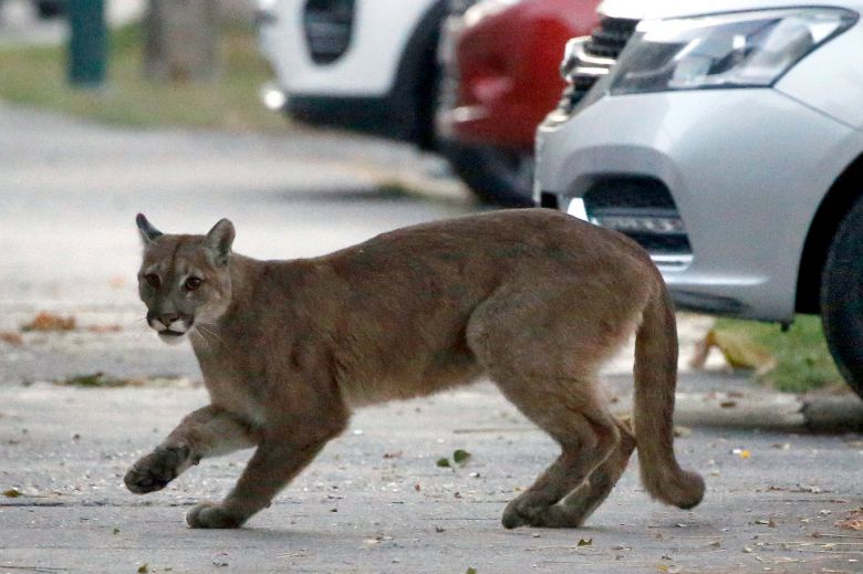 Los animales toman las ciudades vacías de personas durante la cuarentena por el coronavirus