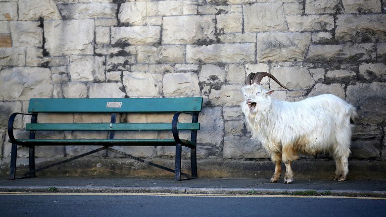 Los animales toman las ciudades vacías de personas durante la cuarentena por el coronavirus