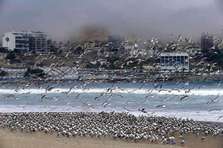 Los animales toman las ciudades vacías de personas durante la cuarentena por el coronavirus