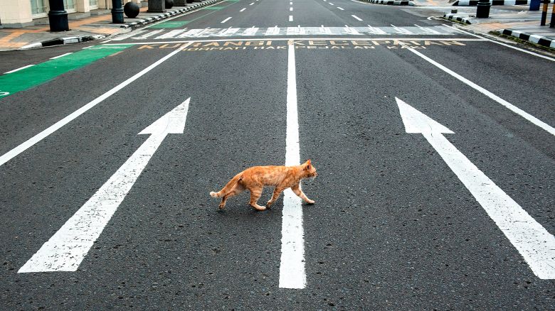 Los animales toman las ciudades vacías de personas durante la cuarentena por el coronavirus