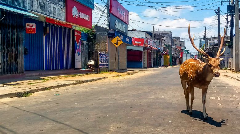 Los animales toman las ciudades vacías de personas durante la cuarentena por el coronavirus