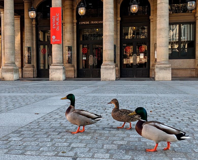 Los animales toman las ciudades vacías de personas durante la cuarentena por el coronavirus