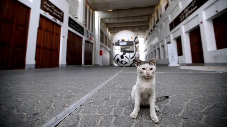 Los animales toman las ciudades vacías de personas durante la cuarentena por el coronavirus