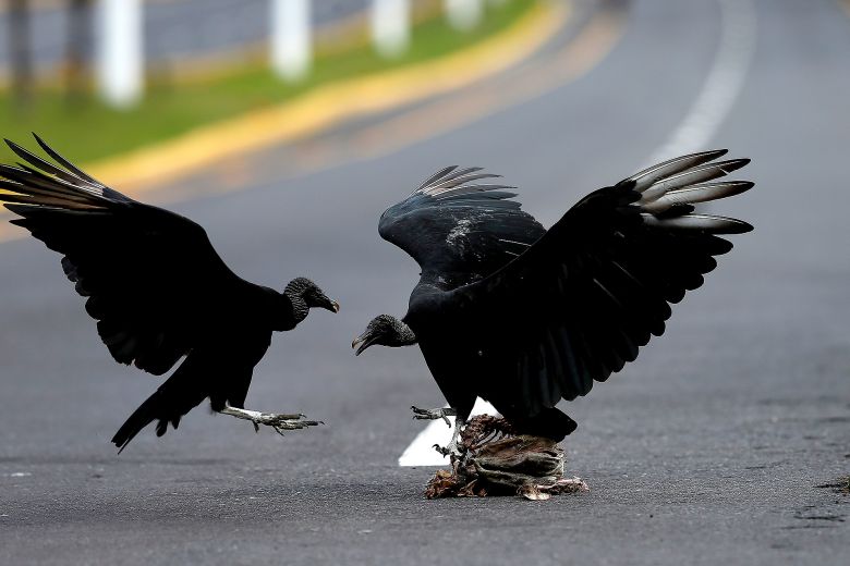 Los animales toman las ciudades vacías de personas durante la cuarentena por el coronavirus