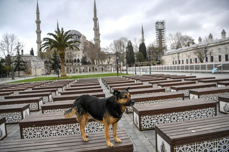 Los animales toman las ciudades vacías de personas durante la cuarentena por el coronavirus