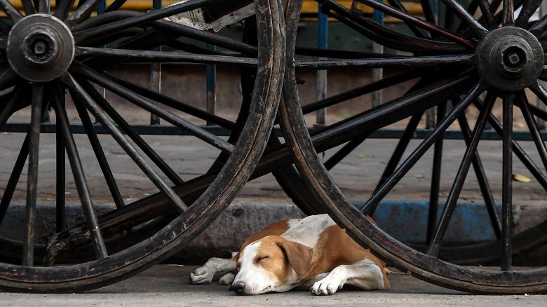 Los animales toman las ciudades vacías de personas durante la cuarentena por el coronavirus