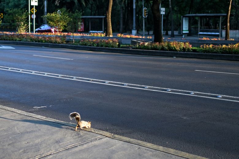 Los animales toman las ciudades vacías de personas durante la cuarentena por el coronavirus