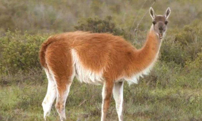 Las llamas y alpacas podrían tener los anticuerpos contra COVID-19, según un estudio científico