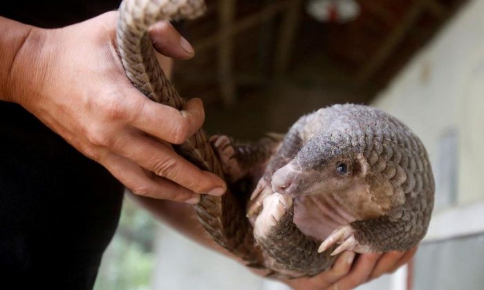 Un nuevo estudio apunta al pangolín como el animal que contagió a los humanos