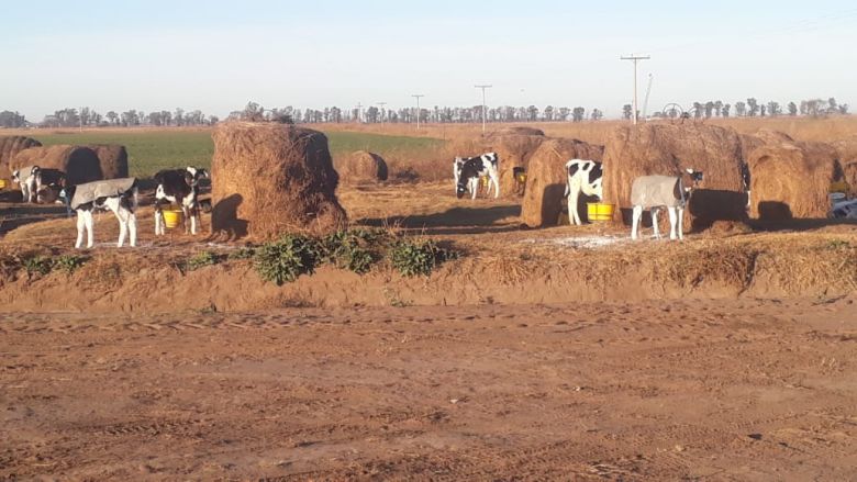 Detectaron doce trabajadores explotados en un tambo de La Carlota 