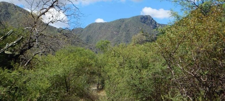 Más de $ 40 millones para productores que protejan el bosque nativo en sus campos