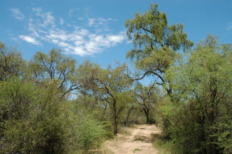 Más de $ 40 millones para productores que protejan el bosque nativo en sus campos