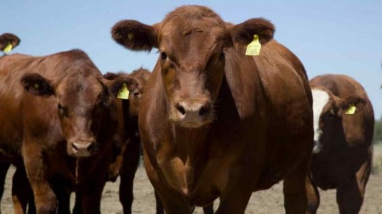 Denuncian la faena de animales en un campo de Vicuña Mackenna