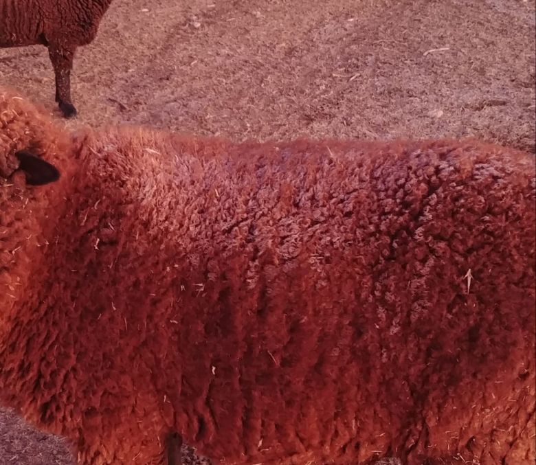 Continúan las bajas temperaturas en la región y los oyentes envían imágenes sorprendentes