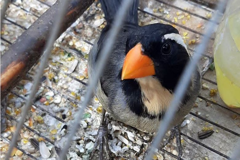 La Policía Ambiental rescató más de 40 ejemplares de fauna silvestre en cautiverio