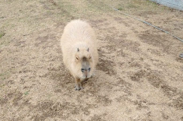 La Policía Ambiental rescató más de 40 ejemplares de fauna silvestre en cautiverio