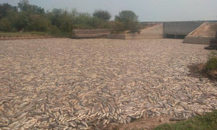 Miles de peces muertos: impactantes imágenes de la sequía y el cierre de compuertas en Formosa