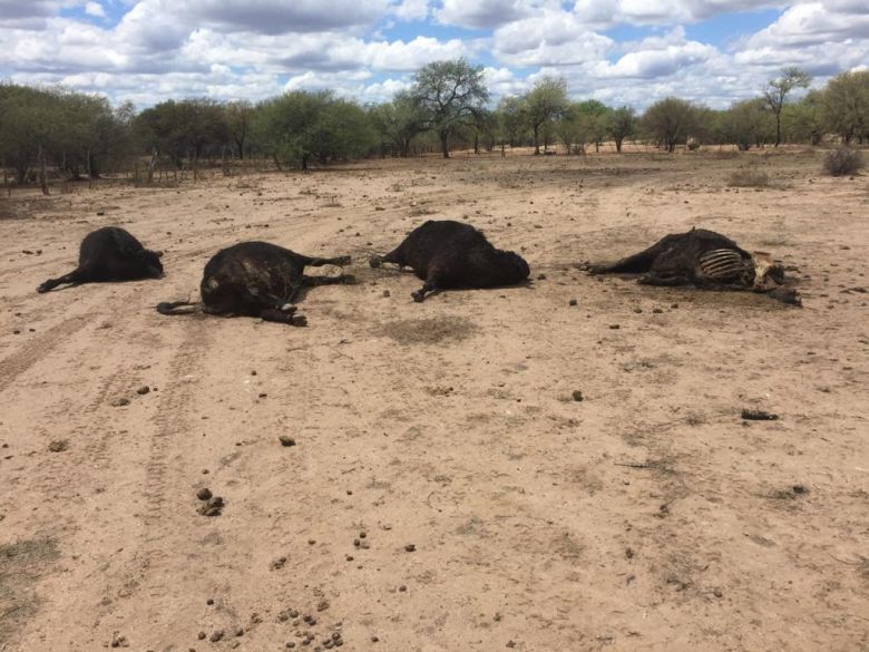 Panorama desolador viven los productores en San Luis 